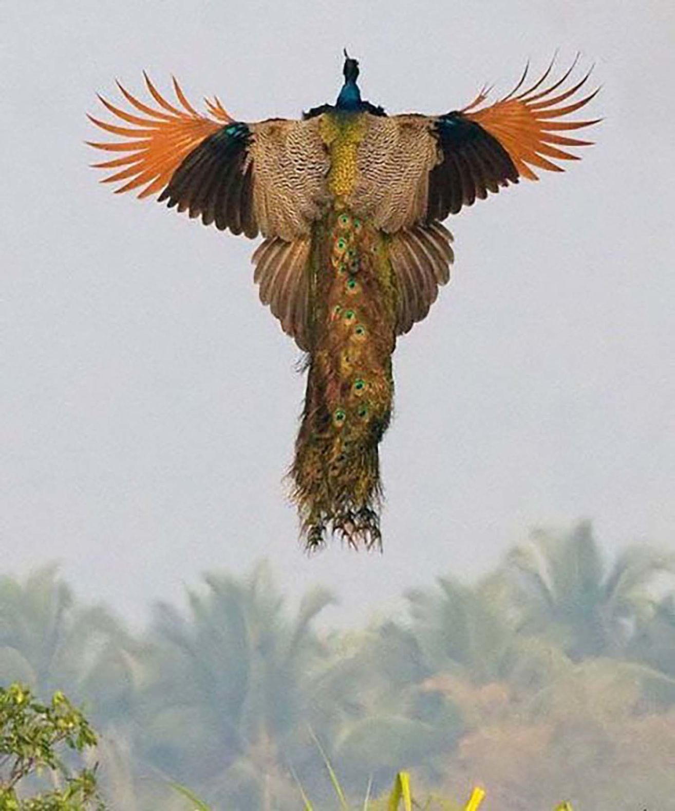 Peacock in flight